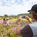 Wildflowers, Coalseam Conservation Park